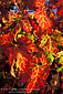 Red grape leaves in fall, Alexander Valley vineyard, Sonoma County, California