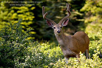  Stock Photo Mule Deer Buck in forest, Sequoia National Park, California image