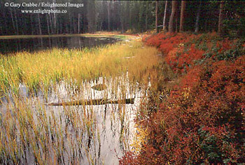 Fall colors at Siesta Lake, Tioga Pass Road, Yosemite National Park, California