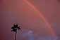 Rainbow at sunset over palm tree and dark rain storm cloud