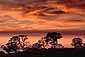 Bright red and orange altostratus clouds at sunset over oak trees, California