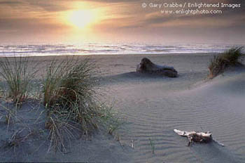 Sunset over sand grass at Golds Bluff Beach, Prairie Creek Redwoods State Park, Humboldt County, California