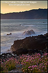 Photo: Wildflowers on coastal bluffs and ocean waves crashing on rock at sunset, Shelter Cove, Lost Coast, Humboldt County, California