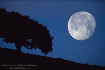 Full moon setting at dawn over lone oak, Briones Region, Contra Costa County, California