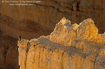 Peregrine Falcon on hoodoo, Bryce Canyon National Park, Utah