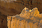 Peregrine Falcon on hoodoo, Bryce Canyon National Park, Utah