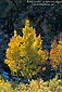 Aspen tree in fall, near Bishop, Eastern Sierra, California