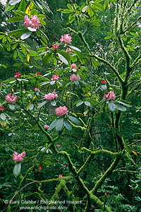 Rhododendrons in bloom in redwood forest, Jedediah Smith Redwoods State, near Crescent City, Del Norte County, North Coast, California