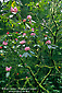 Rhododendrons in bloom in redwood forest, Jedediah Smith Redwoods State, near Crescent City, Del Norte County, North Coast, California