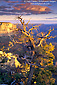 Morning light on tree and the South Rim from Yavapai Point, Grand Canyon National Park, Arizona