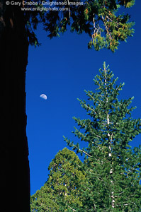 Waxing moon next to Giant Sequioa trunk, Kings Canyon National Park, California