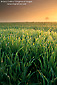 Sunrise light over dew covered grass pasturelands in spring, Merced County, Central Valley, California