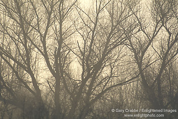 Barren trees in morning mist, San Luis National Wildlife Refuge, near Los Banos, Merced County, Central Valley, California