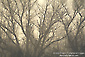 Barren trees in morning mist, San Luis National Wildlife Refuge, near Los Banos, Merced County, Central Valley, California