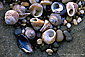 Shells and pebbles, Bean Hollow State Beach, San Mateo County, California