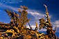 Bristlecone Pines at sunset, White Mountains, California