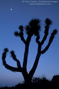 Moon over Joshua Tree during a desert evening, Lee Flat, death Valley National Park, California