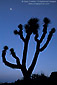 Moon over Joshua Tree during a desert evening, Lee Flat, death Valley National Park, California