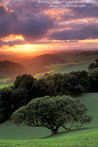 Sunset light through clearing storm clouds over green grass hills and Oak Tree, Briones Regional Park, Contra Costa County, California