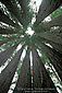 Inside the Goosepen; ring of young Coastal Redwood Trees (Sequoia Sempervirens) growing out of old growth stump, in forest near Gualala, Mendocino County, California