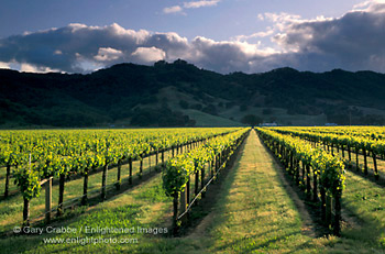 Clearing storm clouds at sunset over mountains and green vineyard in spring near Hopland, Mendocino County, California