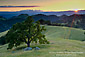 Lone oak tree and rolling green hills in spring and golden sunset light, Mount Diablo State Park, Contra Costa, California