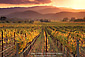 Golden sunset in fall over vineyard and mountains in the Napa Valley Wine Country, Silverado Trail, Napa County, California