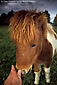 Greeting a Miniature Horse at the Quicksilver Ranch, near Solvang, Santa Ynez Valley, Santa Barbara County, California