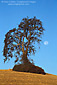 Full Moon setting in clear blue sky next to oak tree, near Paso Robles, San Luis Obispo County, California