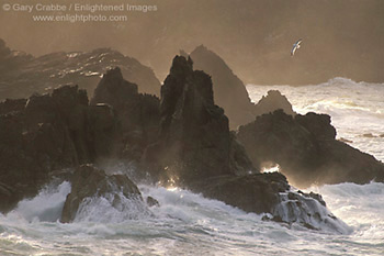 Seagull flying over coastal rocks and crashing ocean waves at sunrise, Stillwater Cove Regional Park, Sonoma County Coast, California