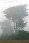 Monterey Cypress trees in coastal fog, near Cambria, San Luis Obispo County Coast, California