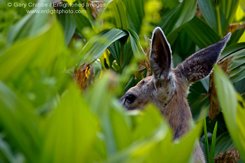 Female Mule Deer Doe (Odocoileus hemionus) hiding in Corn Lillies in forest meadow near Dorst Creek, Sequoia National Park, California