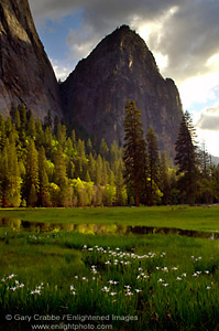 Wild Iris bloom in spring meadow below Middle Cathedral Rock at sunset, Yosemite Valley, Yosemite National Park, California