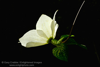 Sunlight on white Dogwood flower blossom in spring, Yosemite Valley National Park, California