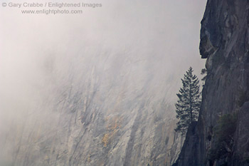 Strength & Solitude; Lone pine tree growing out of solid rock sheer cliff and misty grey clouds, Yosemite National Park, California