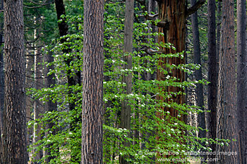 Green dogwood tree and flowers bloom in spring in mixed conifer forest, Yosemite Valley, Yosemite National Park, California