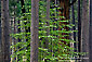 Green dogwood tree and flowers bloom in spring in mixed conifer forest, Yosemite Valley, Yosemite National Park, California