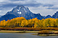 Fall colors on aspen trees below Mt. Moran at Oxbow Bend, on the Snake River, Grand Teton National Park, Wyoming