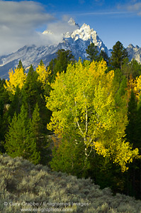Fall colors on aspen tree in forest, Grand Teton National Park, Wyoming