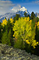 Fall colors on aspen tree in forest, Grand Teton National Park, Wyoming