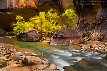 Fall colors on trees in canyon, Narrows Section, along the Virgin River, Zion National Park, Utah