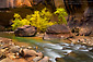Fall colors on trees in canyon, Narrows Section, along the Virgin River, Zion National Park, Utah