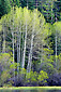 Aspen trees along Fallen Leaf Lake, near Lake Tahoe, California
