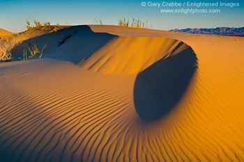 Sand dunes at sunrise, North Algodones Dunes Wilderness, Imperial County, California