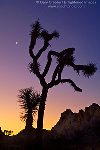 Joshua Tree and crescent moon at dawn, Joshua Tree National Park, California