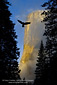 Bird in flight flying below El Capitan, Yosemite Valley, California