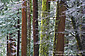 Winter snow on trees in forest, Yosemite Valley, California