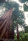 Coastal redwood tree, Muir Woods, Marin Couty, California