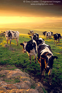 Dairy Cows at sunrise, Central Valley, California