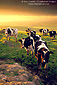 Dairy Cows at sunrise, Central Valley, California